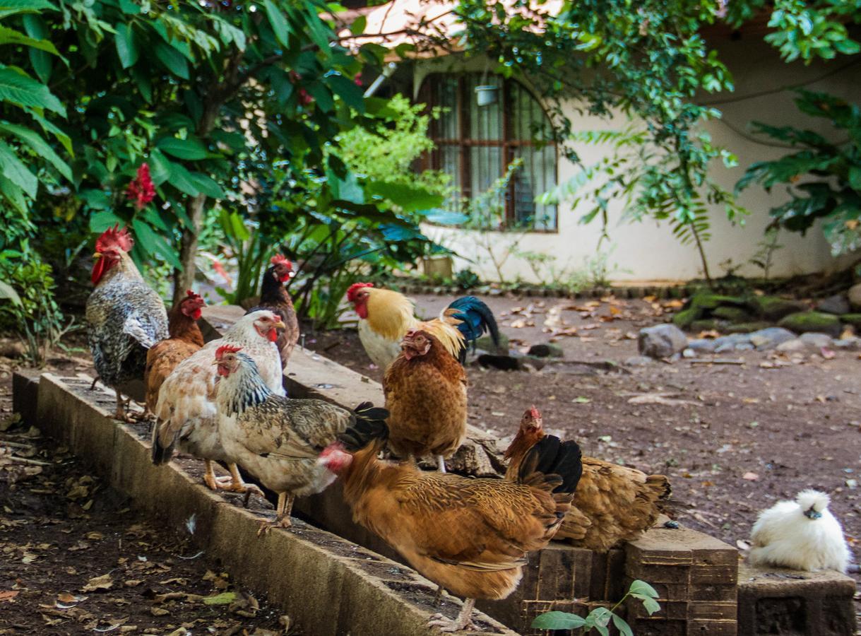 Quinta Mi Tata B&B Sardinal Luaran gambar