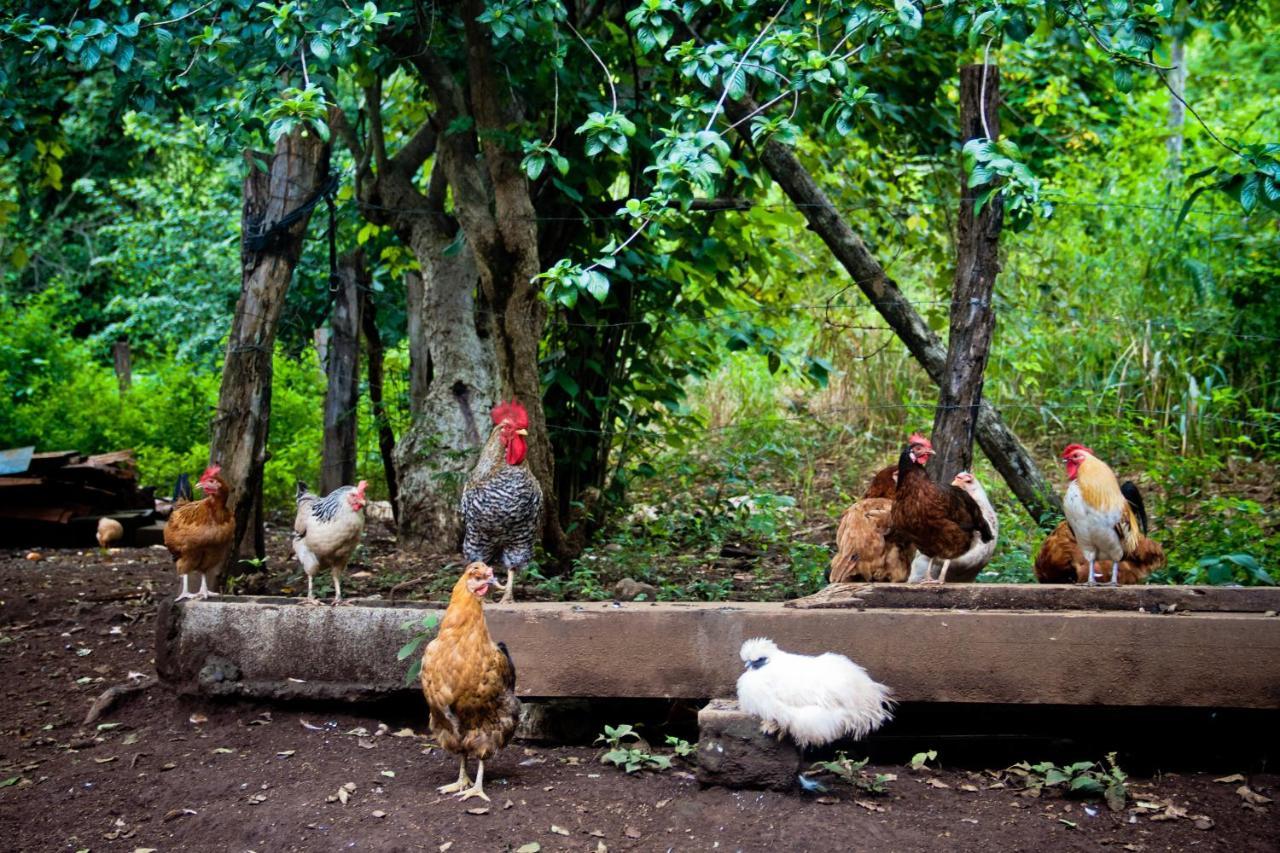 Quinta Mi Tata B&B Sardinal Luaran gambar